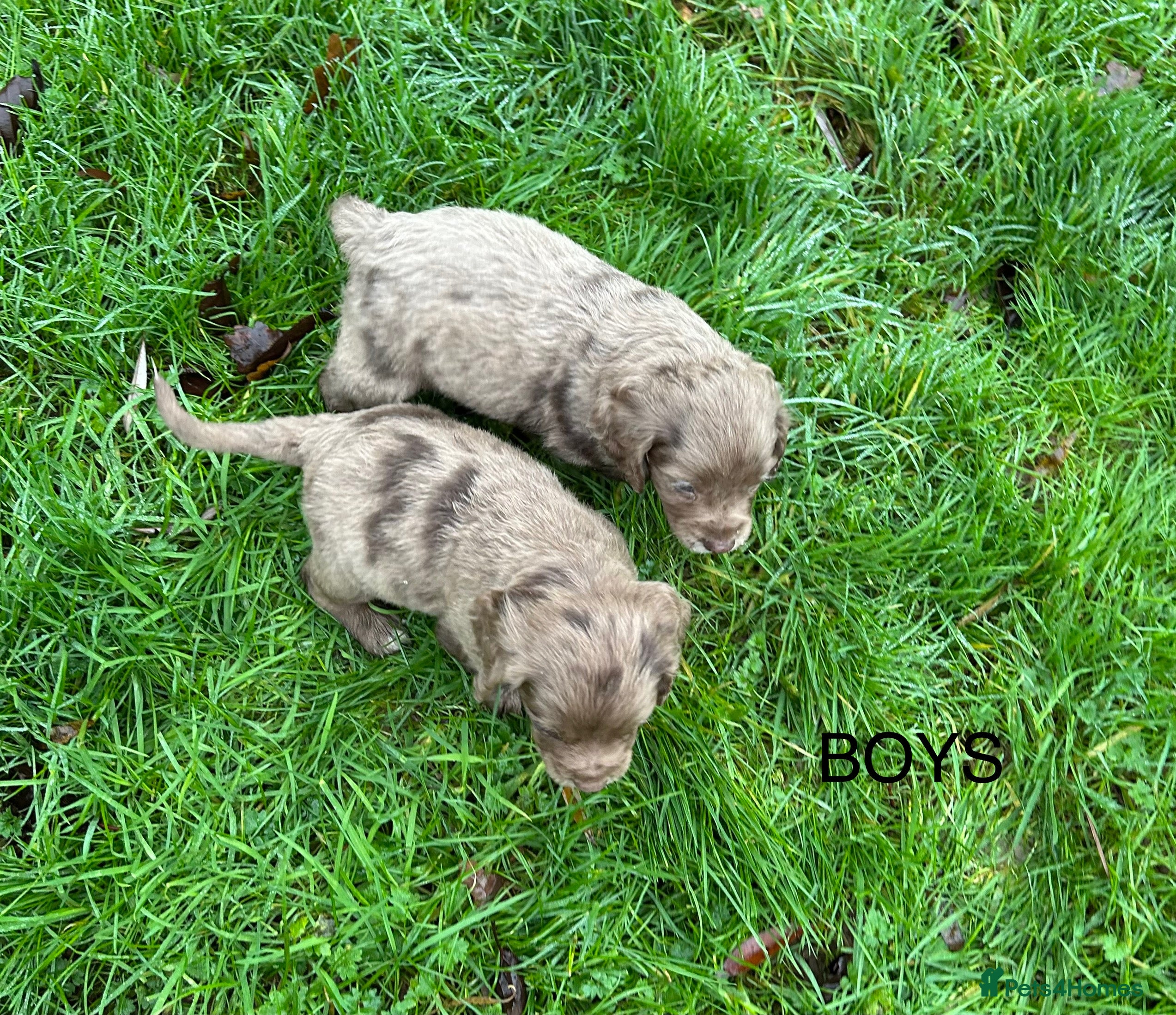 Cocker Spaniel dogs STUNNING WORKING COCKER SPANIEL PUPS - Advert 17