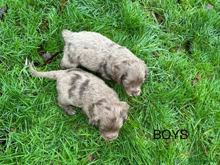 Cocker Spaniel dogs STUNNING WORKING COCKER SPANIEL PUPS - Advert 17