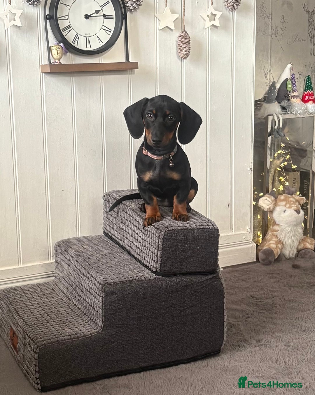 Dachshund dogs for sale: Female dachshund  - Advert 2