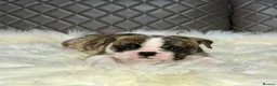 English Bulldog dogs for sale: KC registered English Bulldog Puppies  in Exeter - Advert 20