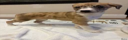 Mixed Breed dogs for sale: Whippet x lurcher pups - Advert 14