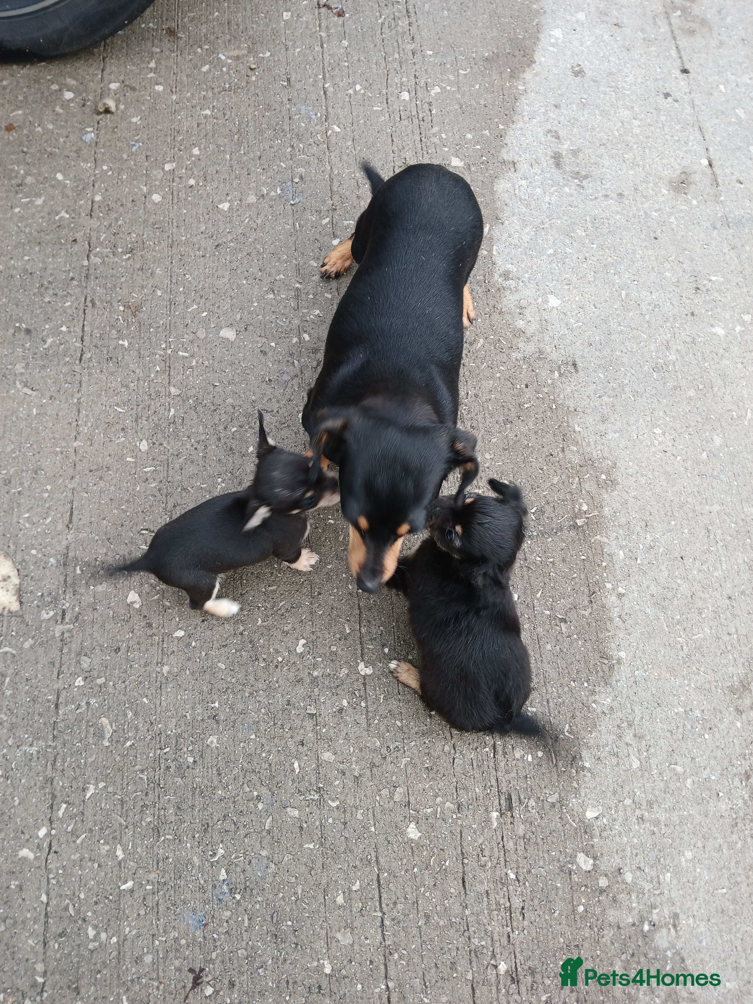 Mixed Breed dogs Chalky pups - Advert 10