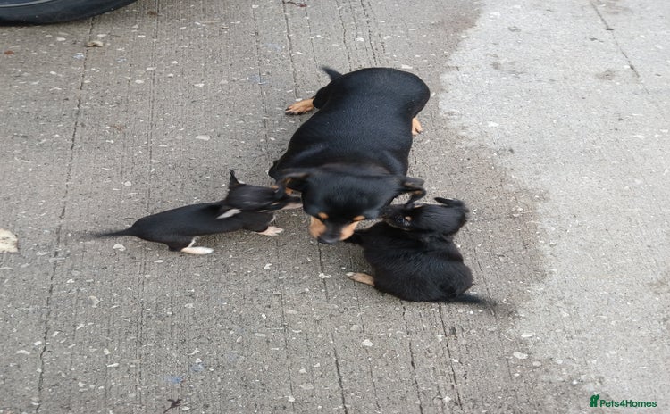 Mixed Breed dogs - Advert 3