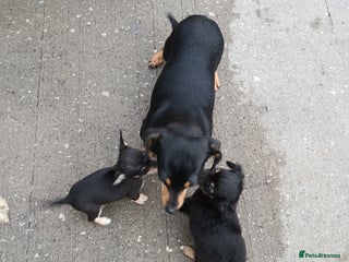 Mixed Breed dogs - Advert 1