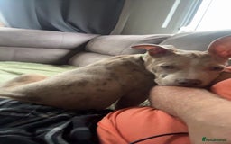 Mixed Breed dogs for sale: Sandy - Advert 3