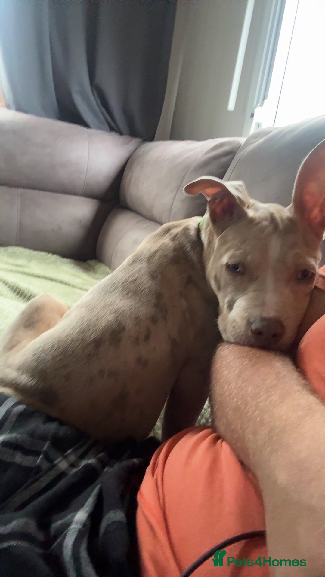 Mixed Breed dogs for sale: Sandy - Advert 3