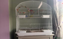 Budgerigars birds for sale: 2 budgies for sale as pair  - Advert 2