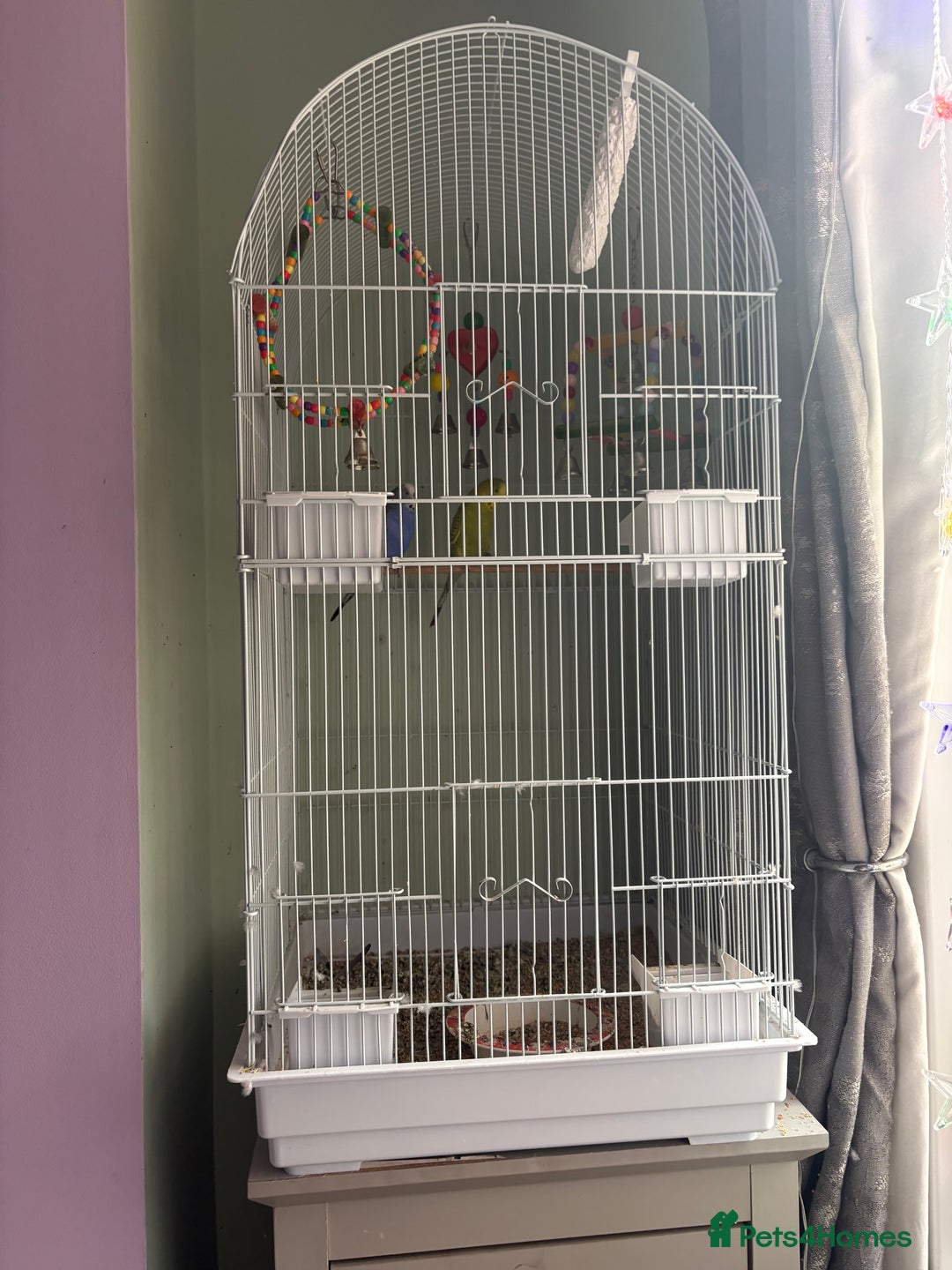 Budgerigars birds for sale: 2 budgies for sale as pair  - Advert 2