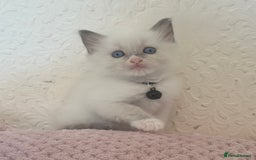 Ragdoll cats for sale: Affectionate, Cuddly, Playful Kittens - Image 33