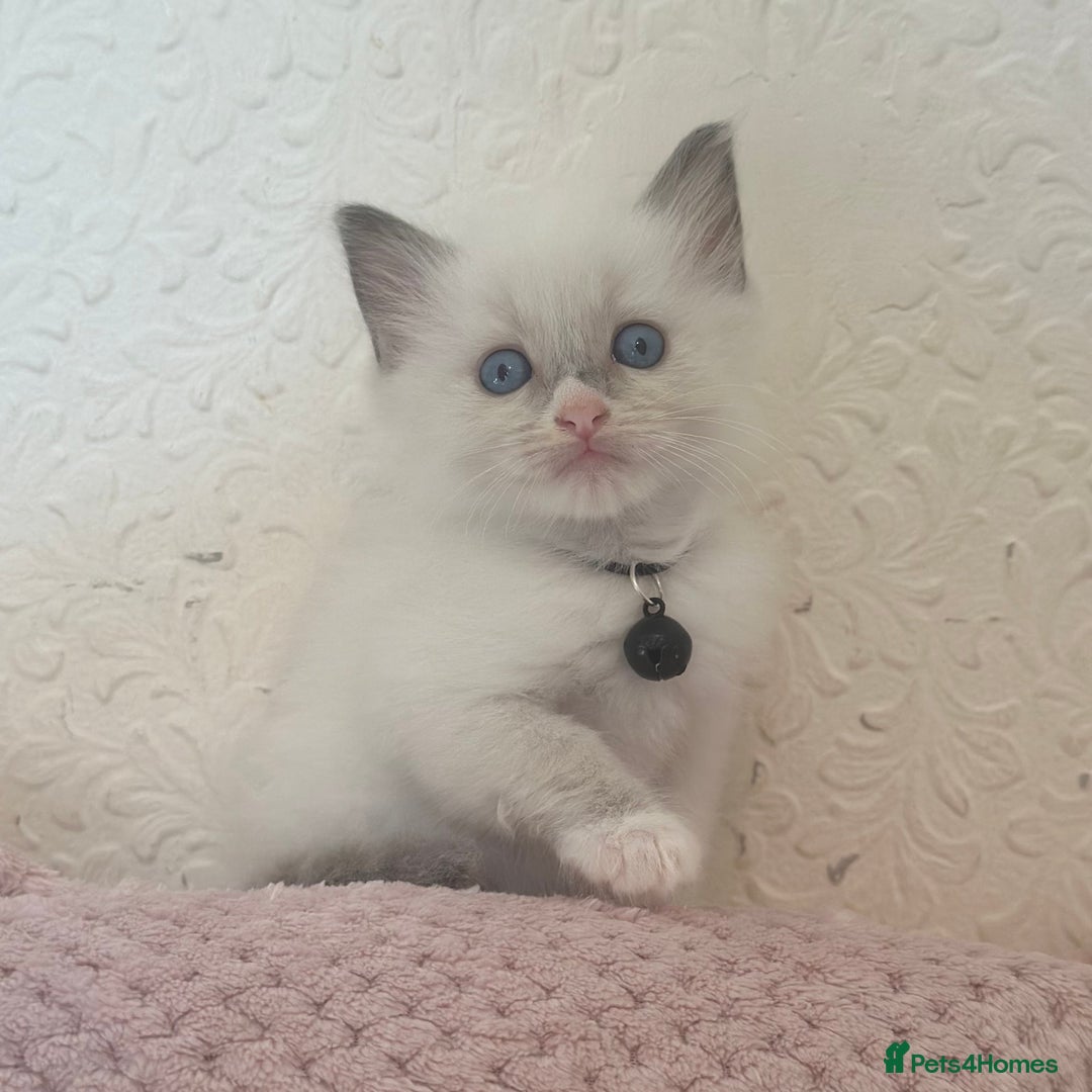 Ragdoll cats for sale: Affectionate, Cuddly, Playful Kittens - Image 33