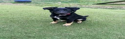 Mixed Breed dogs for adoption: Barker in Ormskirk - Advert 6