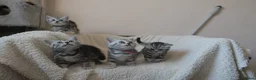 British Shorthair cats for sale: 3 gccf registered British Shorthair silver tabbys  - Advert 4