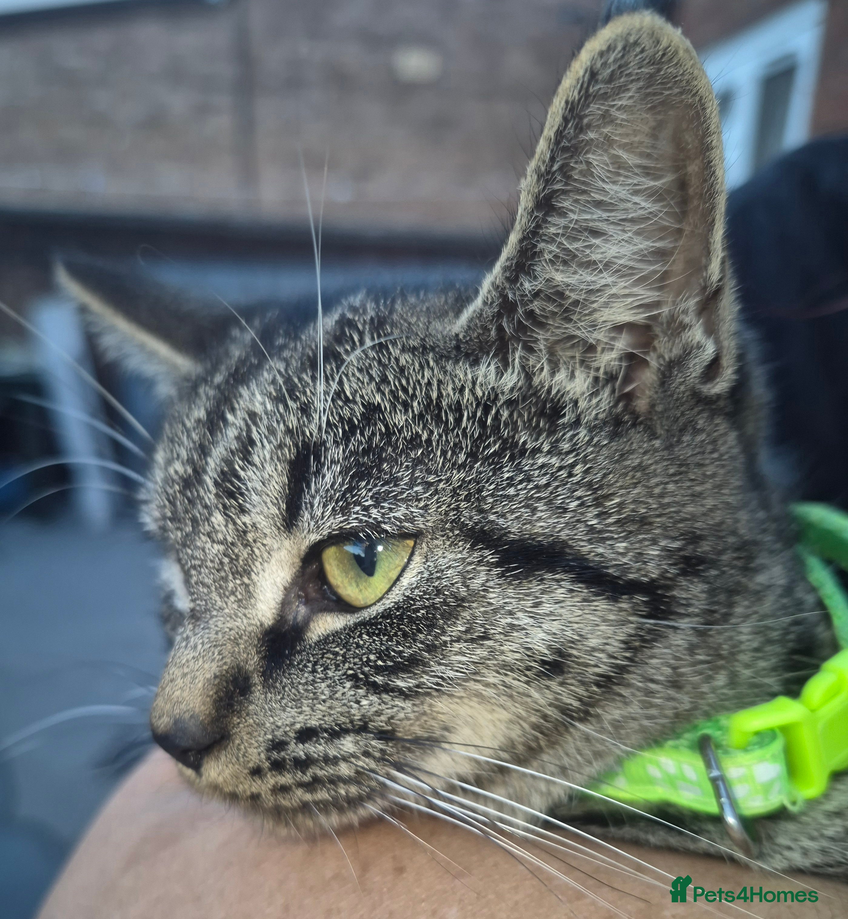 Mixed Breed cats Flafy  - Advert 2