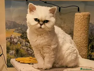 Persian cats Pedigree purebred Persian - Advert 1