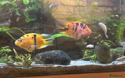 Cichlids fish for sale: Parrot tiger cichlid orange/red - Image 4