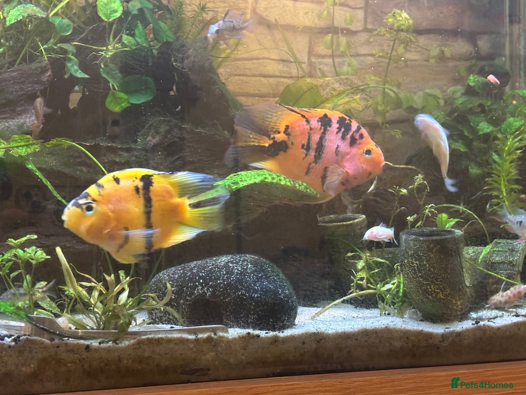 Cichlids fish for sale: Parrot tiger cichlid orange/red - Image 4
