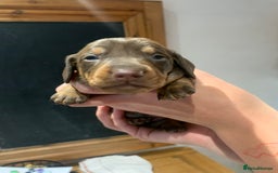 Dachshund dogs for sale: Miniature dachshund pups  - Image 8