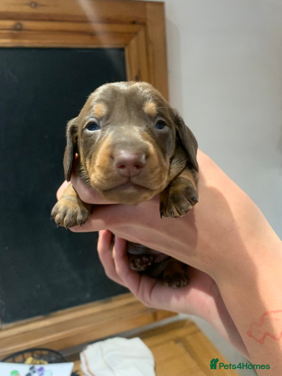 Dachshund dogs for sale: Miniature dachshund pups  - Image 8