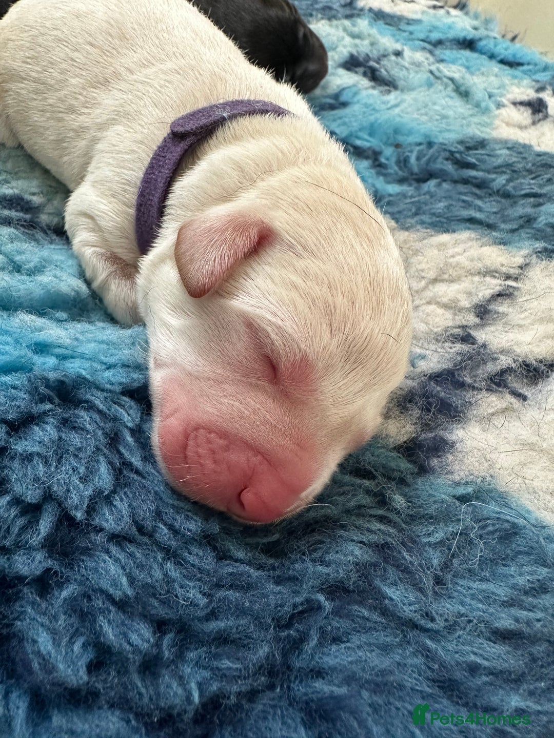 Labrador Retriever dogs for sale: Family bred Labradors ready October 28th  - Image 16