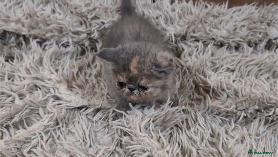 Persian cats for sale: Persian Kittens For Sale - Advert 14