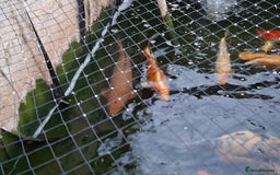 Other/Mixed Breed fish for sale: Koi, gold fish, blue orf, butterfly koi,grass carp - Image 7