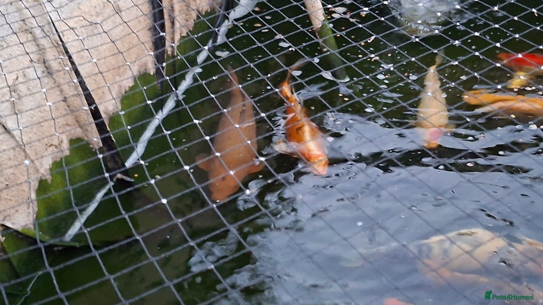 Other/Mixed Breed fish for sale: Koi, gold fish, blue orf, butterfly koi,grass carp - Image 7