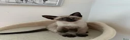 Siamese cats for sale: 5 Siamese kittens  - Advert 21