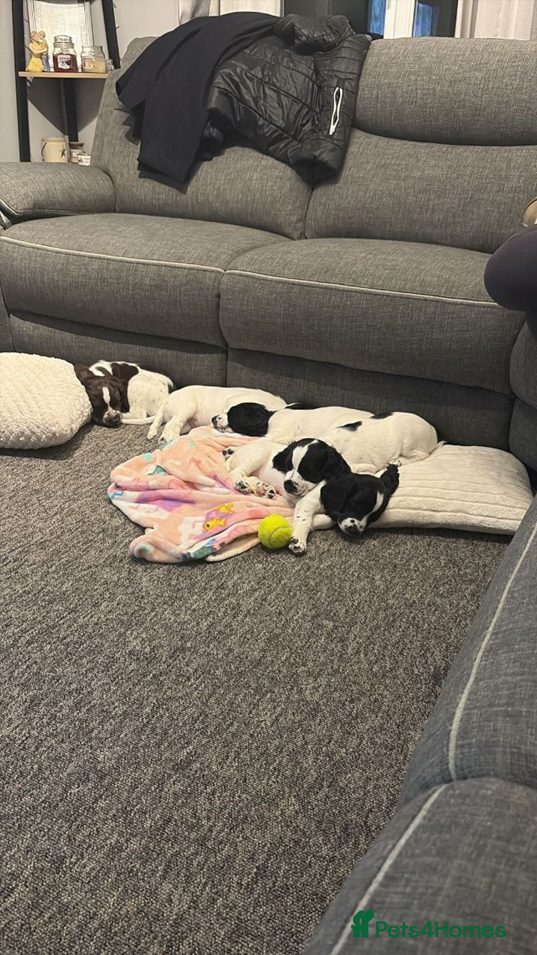 Sprocker dogs for sale: Lovely Sprocker Puppies - Advert 5