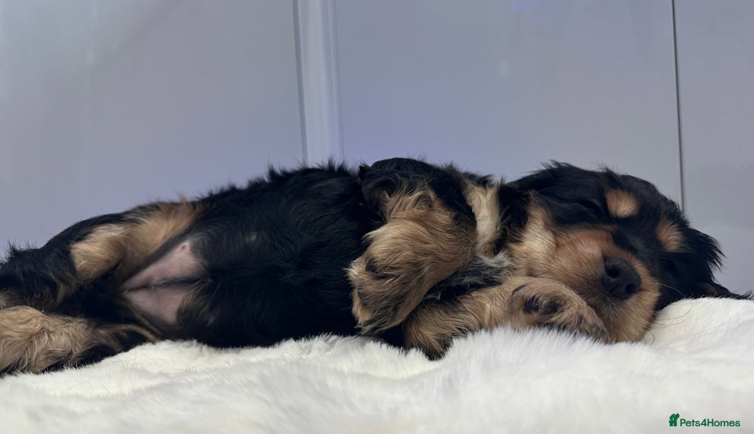 Cocker Spaniel dogs for sale: GORGEOUS, CH LINE, HEALTH TESTED SHOW COCKERS 💕 - Advert 12