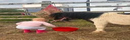 Shetland pony horses for sale: Registered Shetland Looking for His Forever Home - Advert 5