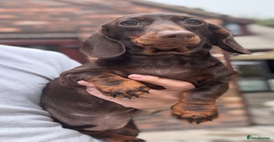 Miniature Dachshund dogs in Stafford - Advert 13