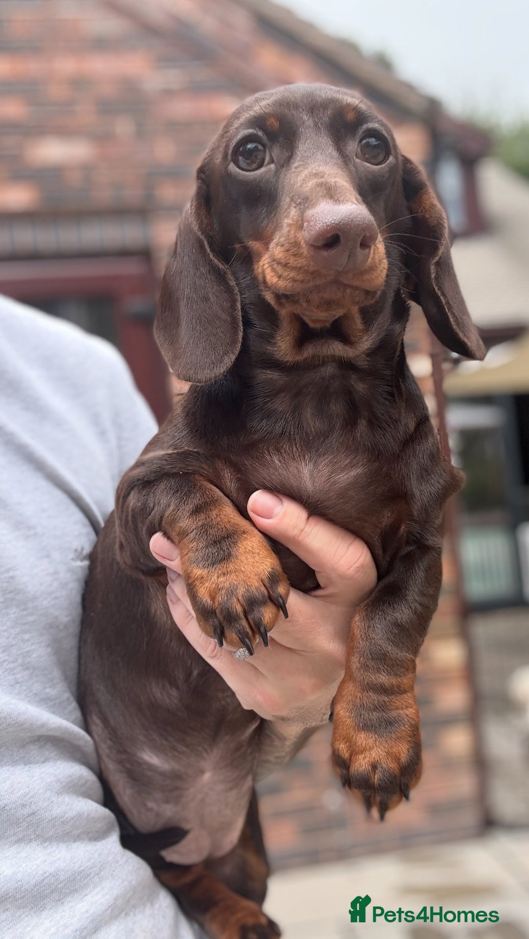 Miniature Dachshund dogs for sale: 🩷Stunning Chocolate & Tan Girl 🩷  in Stafford - Image 3
