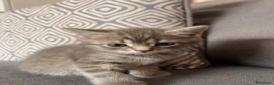 Kitten 4