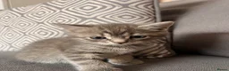 Scottish Fold cats for sale: Scottish and british kittens - Advert 9