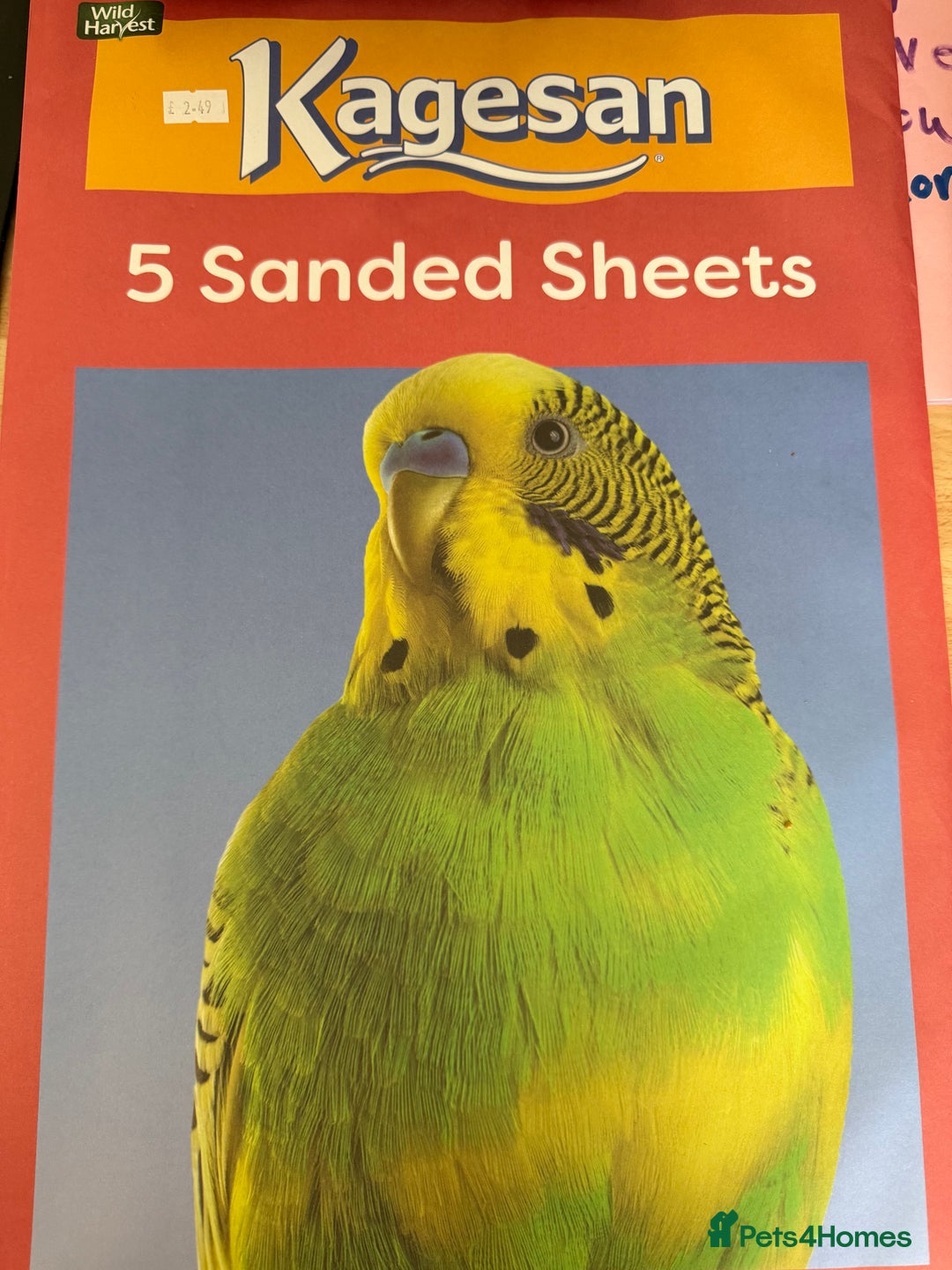 Ringnecks birds for sale: Ring neck parrot in Manchester - Image 6