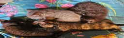 Mixed Breed cats for sale: 1 Ghost Tabby, 1 Tortoiseshell and 1 Black kittens in Cranbrook - Advert 18