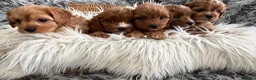 Cavapoo dogs for sale: EXCEPTIONAL EXTENSIVELY HEALTH TESTED CAVAPOOS  - Advert 11
