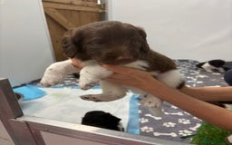 Bernedoodle dogs for sale: F1b St Berdoodle pups born 18/09 - Image 24
