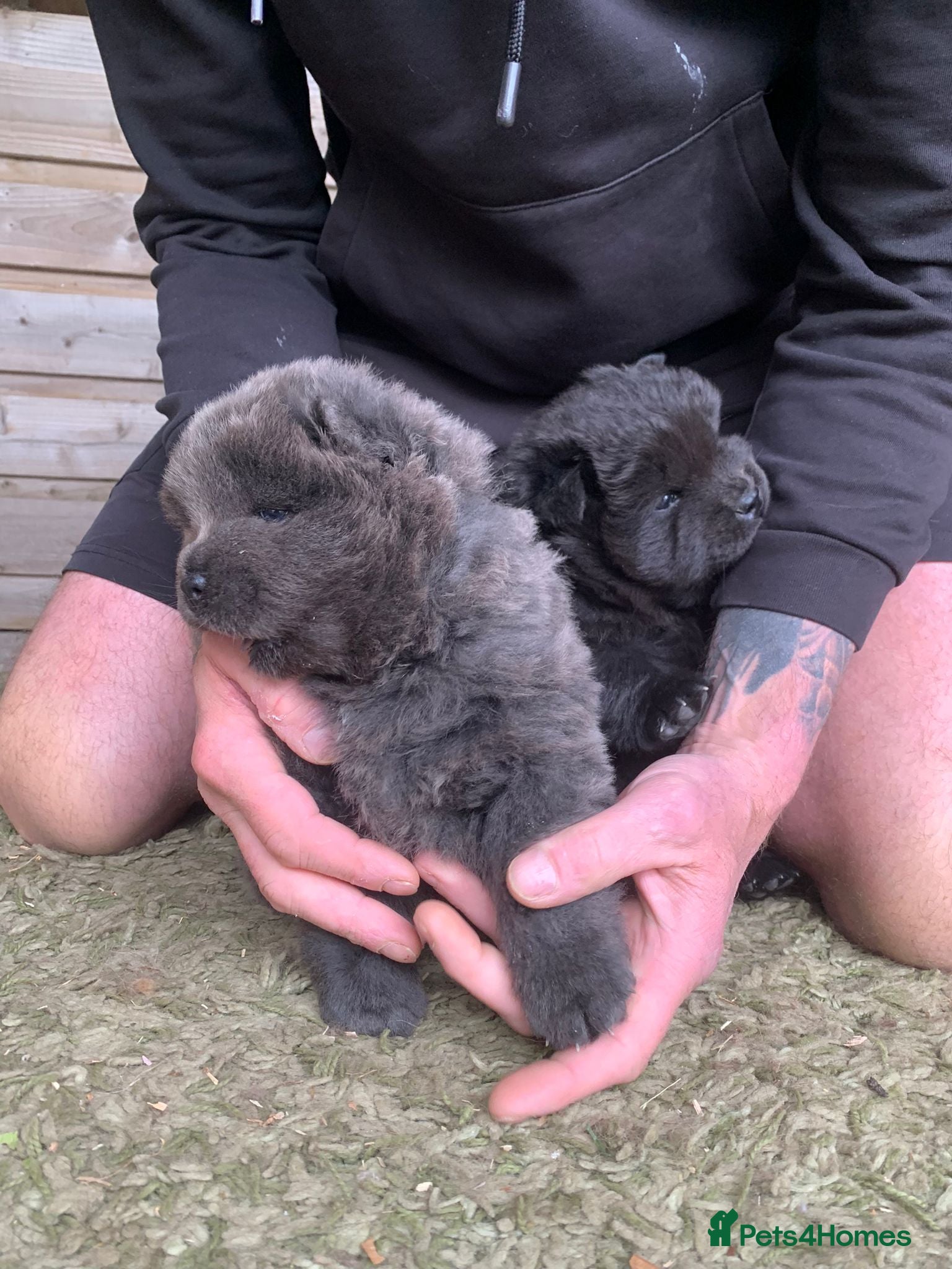 Chow Chow dogs for sale: Choclate/lilac Chow chow puppies - Advert 9