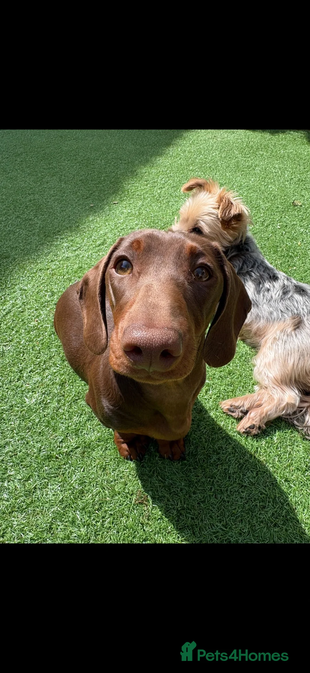 Miniature Dachshund dogs for sale: Male miniature dachshund  in Leicester - Advert 2