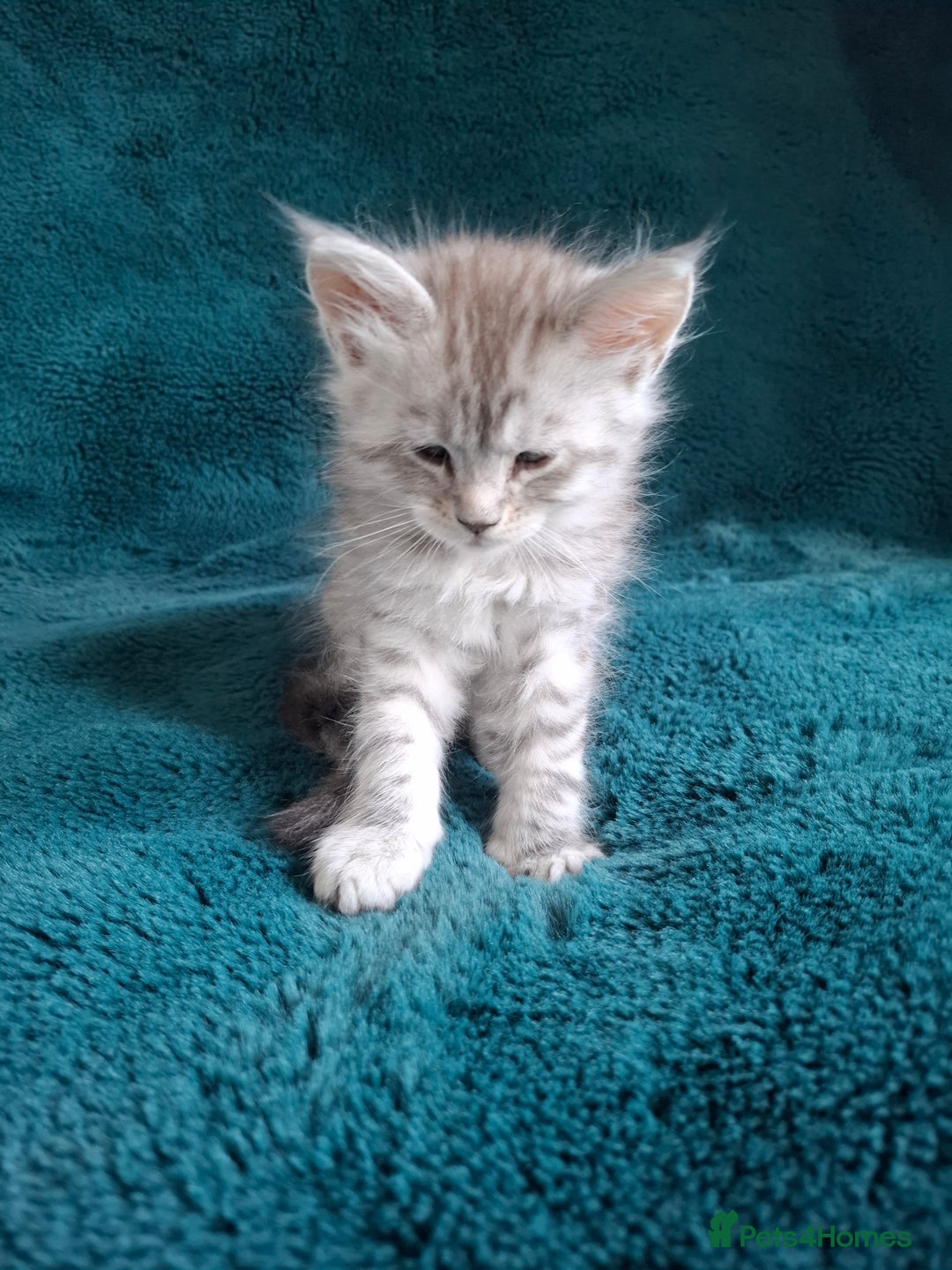 Maine Coon cats for sale: Tica registered  Maine coon kittens - Image 4