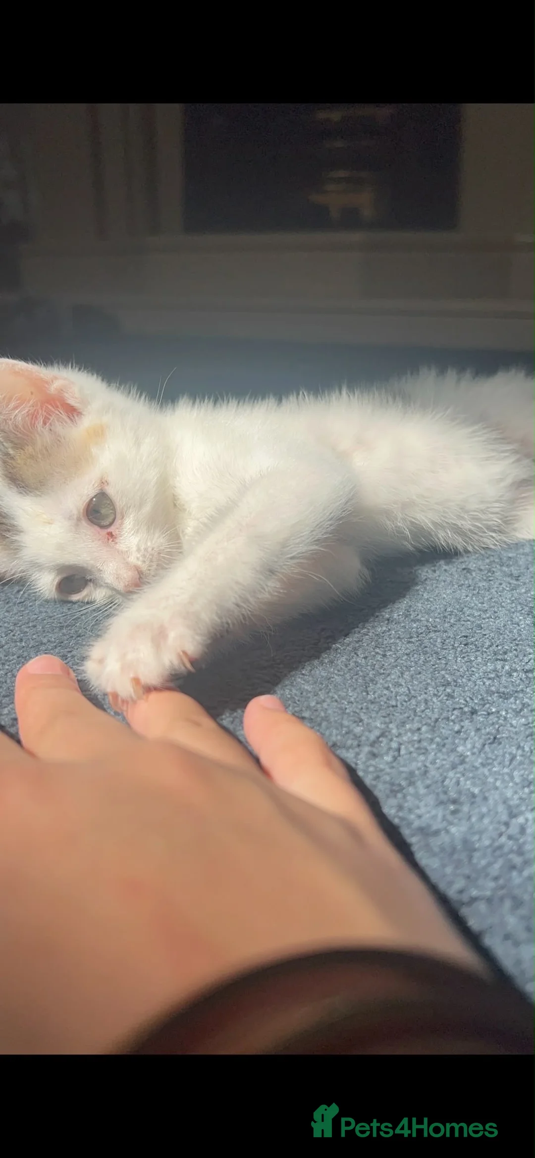 Domestic Shorthair cats for sale: Male kitten  - Advert 5