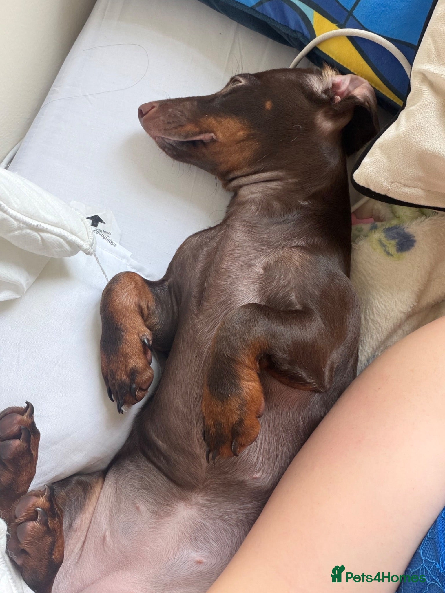 Miniature Dachshund dogs Winnie 7 months old - Advert 3