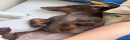 Miniature Dachshund dogs for sale: Winnie 7 months old - Advert 1