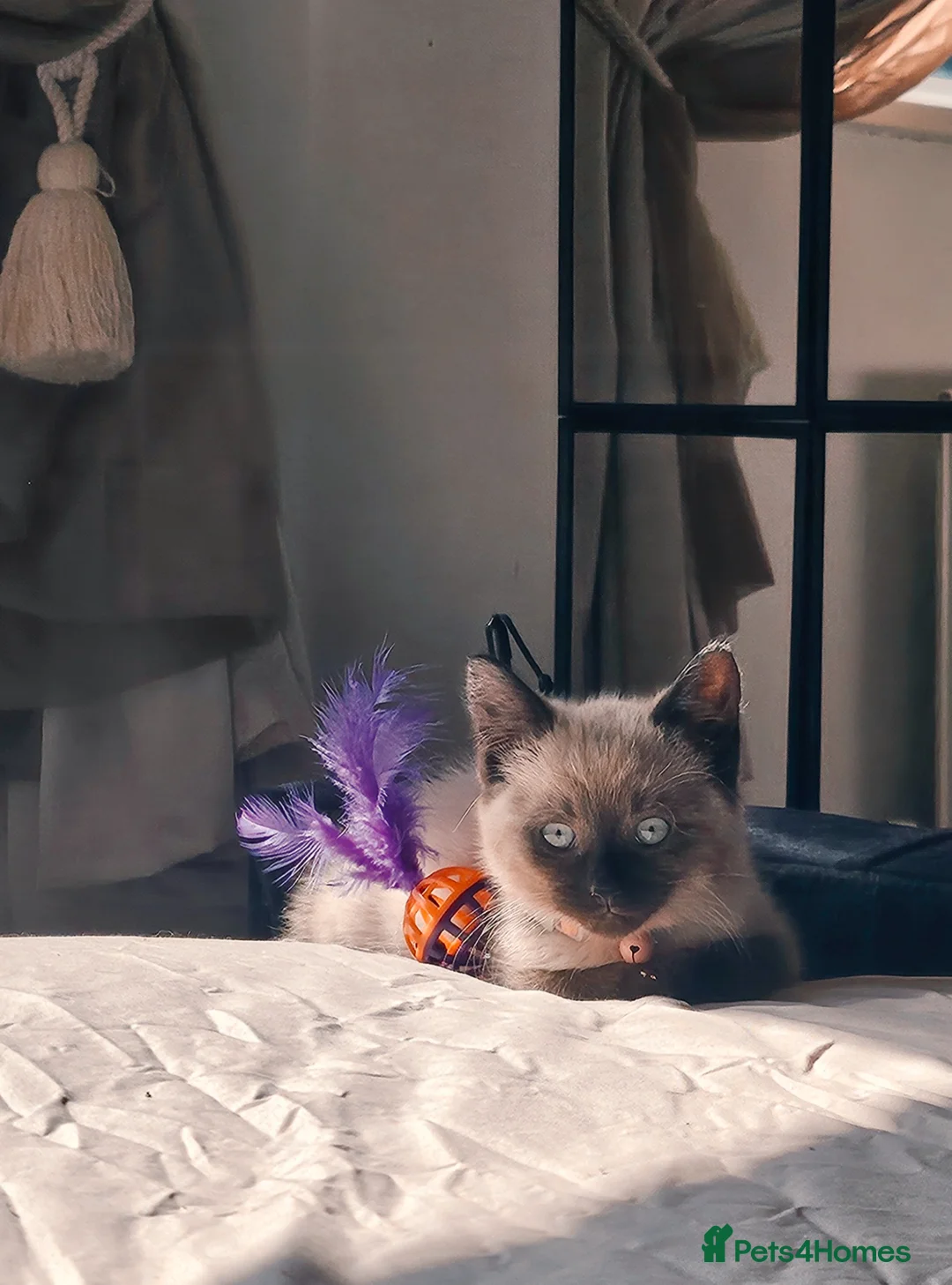 Ragdoll cats for sale: Ragdoll - Advert 3
