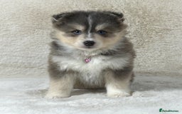 Pomsky dogs for sale: Stunning blue eyes F3 Pomsky puppies for sale  - Image 39