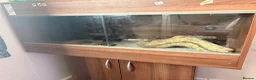 Gecko reptiles for sale: Leopard gecko - Advert 4
