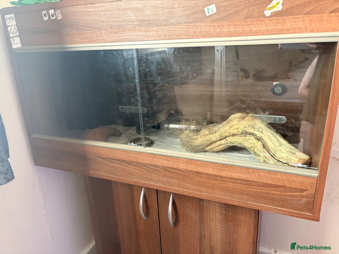Gecko reptiles for sale: Leopard gecko - Advert 4