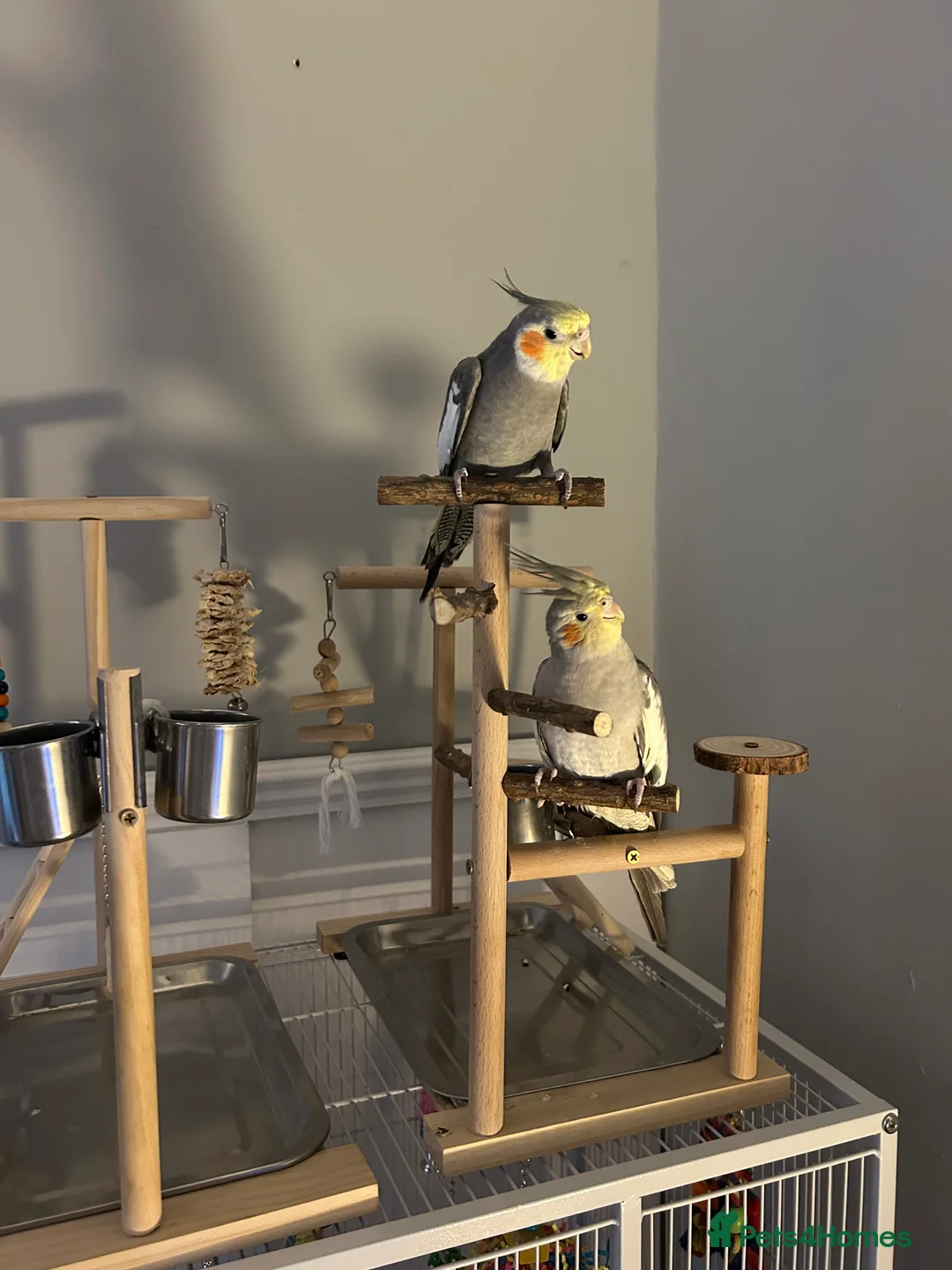 Cockatiels birds for sale: 2 cocktateils for sale - Advert 2