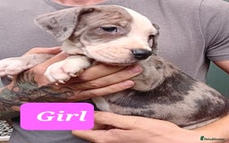 Mixed Breed dogs for sale: Taylors Minidane (Bulldane) Pups Available  - Image 4